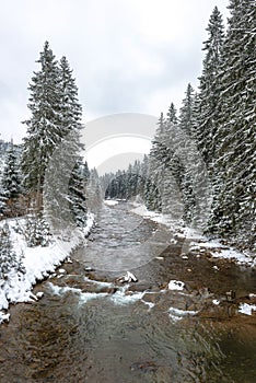 A mountain stream flowing through the forest photo