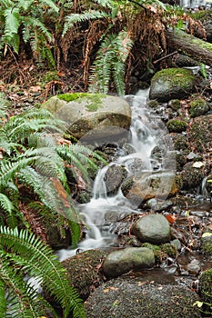 Mountain Stream Flowing Through Rainforest Floor, Capilano, Canada