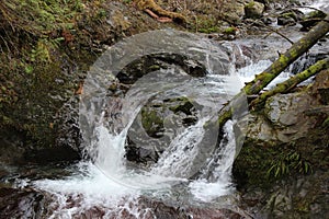 Mountain stream flowing through the woods.