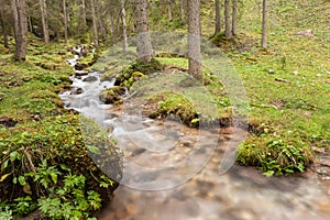 A mountain stream flows in the misty forest