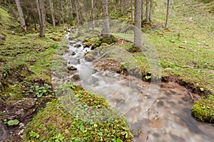 A mountain stream flows in the misty forest