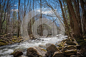 Mountain stream flows quickly through mountain forest on a spring day