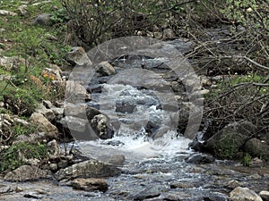 A mountain stream flows between rocks. On bank, grass, trees grow, flowers bloom