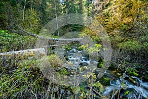 Mountain stream flows through the Utah mountains in Autumn