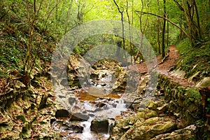 Mountain stream in the forest