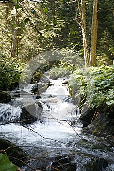 Mountain stream through forest