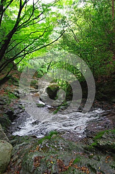 Mountain stream in a forest