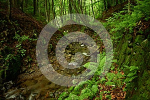 Mountain stream with fortified shore in the forest. Carpathian stream among forest-covered mountain slopes