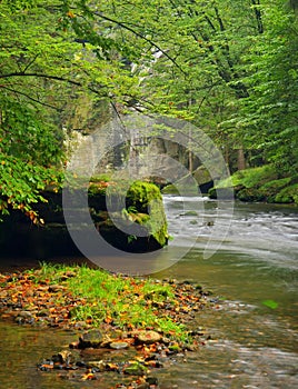 Mountain stream in fresh green leaves forest after rainy day. First autumn colors in evening sun rays.The end of summer at