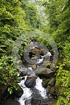 Mountain stream inside a tropical forest located in the National Guadeloupe park, Basse-Terre, Guadeloupe