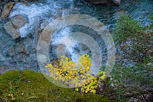Mountain stream among mossy rocks and yellow leaves