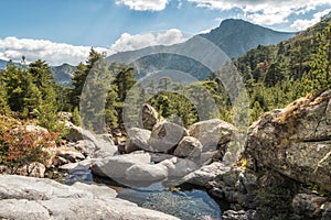 Mountain stream and pine trees at Paglia Orba in Corsica photo