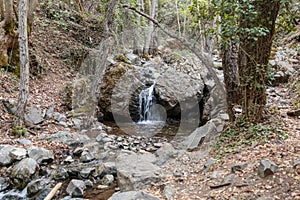 Mountain stream river with riffles in forest