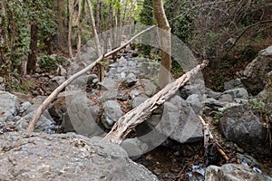 Mountain stream river with riffles in forest