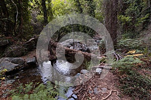 Mountain stream river with riffles in forest