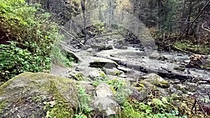 A mountain stream with rocky banks flows like a rapid stream through an autumn morning forest.