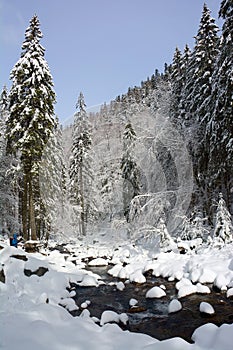 A mountain stream runs through snowy forest in the Transylvanian Alps.