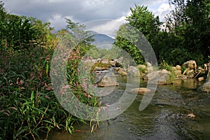 Mountain stream and spring flowers India