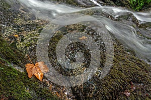 Mountain stream in the spring