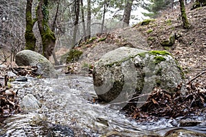 Mountain stream in springtime with rocks and water flowing over it. Mossy trees in the forest on the shore of a mountain river