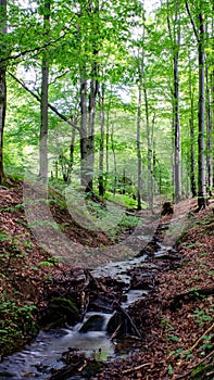 Mountain stream Subcarpathian region, Poland