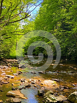 Mountain Stream in Summer