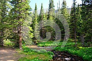 Mountain Stream Surrounded By Pine Trees in a Forest