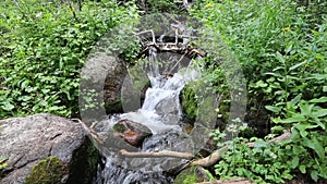 Mountain Stream Tumbling Through Rocks and Plants