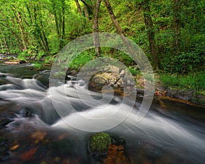 A mountain stream undulates its waters between mossy boulders and native forests