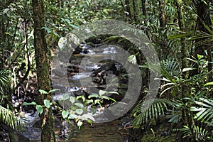 Mountain stream in wet montane forest