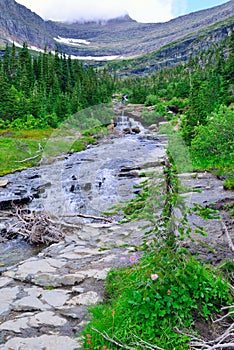 Mountain stream and wild alpine flowers on a high alpine trail in glacier national park