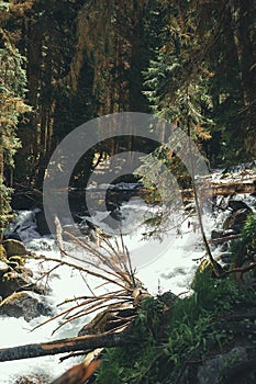 Mountain Stream In The Woods At Spring