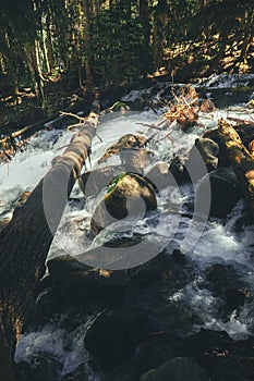 Mountain Stream In The Woods At Spring