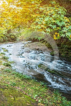 Mountain streams flowing water in the woods and atomized water