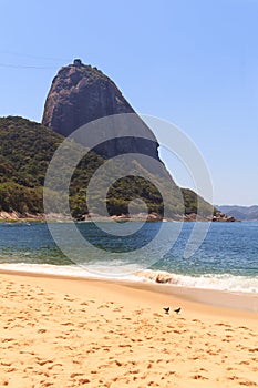 Mountain Sugarloaf red beach (Praia Vermelha) doves, Rio de Jan photo