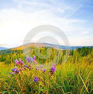 mountain at the summer sunny day