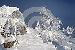 Mountain summit with a small fir tree