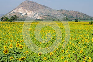 Mountain at Sun Flower field in Thailand