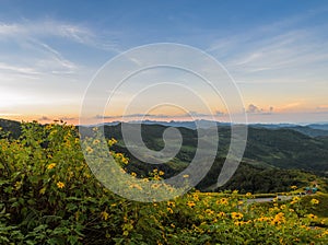 Mountain sunrise landscape with mexican sunflower blooming