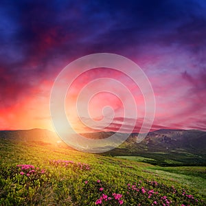 Mountain sunset with rhododendron flowers in grass