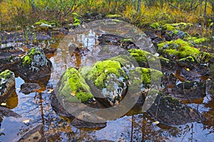 Mountain swamp in Inari, Northern Finland.