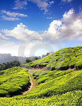 Mountain tea plantation in India