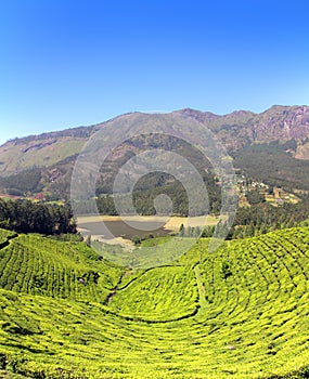 Mountain tea plantation in India