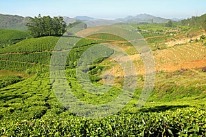 Mountain tea plantation in India