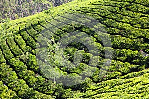 Mountain tea plantation in India