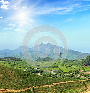 Mountain tea plantation landscape in India