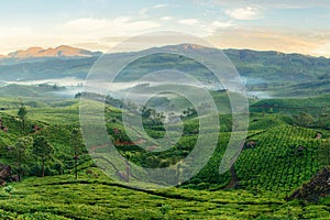 Mountain tea plantations in Munnar