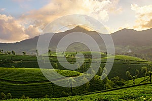 Mountain tea plantations in Munnar