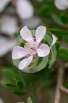 Mountain Tea Tree Leptospermum grandiflorum, saucer-shaped white flower