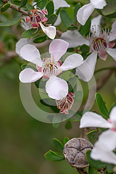 Mountain Tea Tree Leptospermum grandiflorum, saucer-shaped white flowers